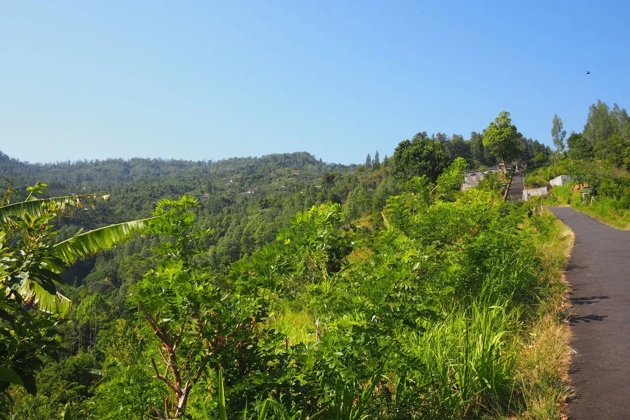 Part of the upstream forest area at the border of Les-Penuktukan Village, Buleleng Regency with Bangli Regency planted with oranges. Photo: Luh De Suriyani/Mongabay Indonesia