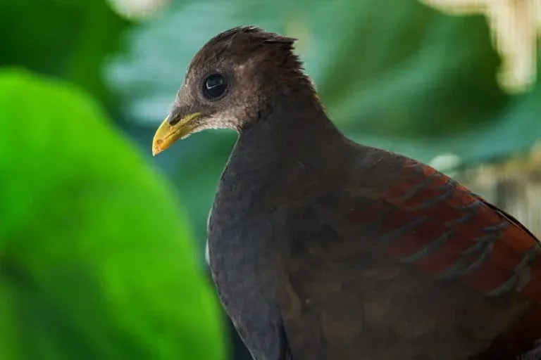 Burung ini berkerabat dengan maleo, tergabung dalam kelompok megapoda. Foto: Donny Iqbal/Mongabay Indonesia
