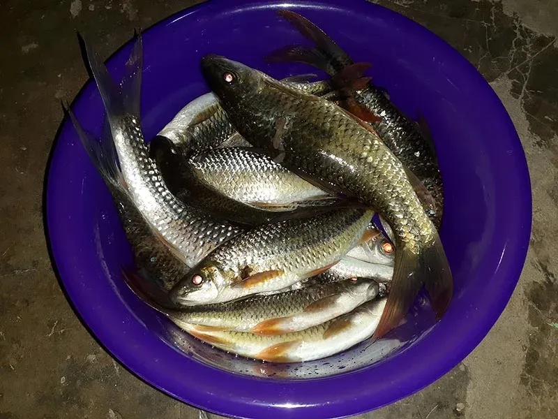 Ikan-ikan di Sungai Subayang masih terjaga dan mudah didapat. Meski ditangkap pada malam hari. Foto: Suryadi/Mongabay Indonesia