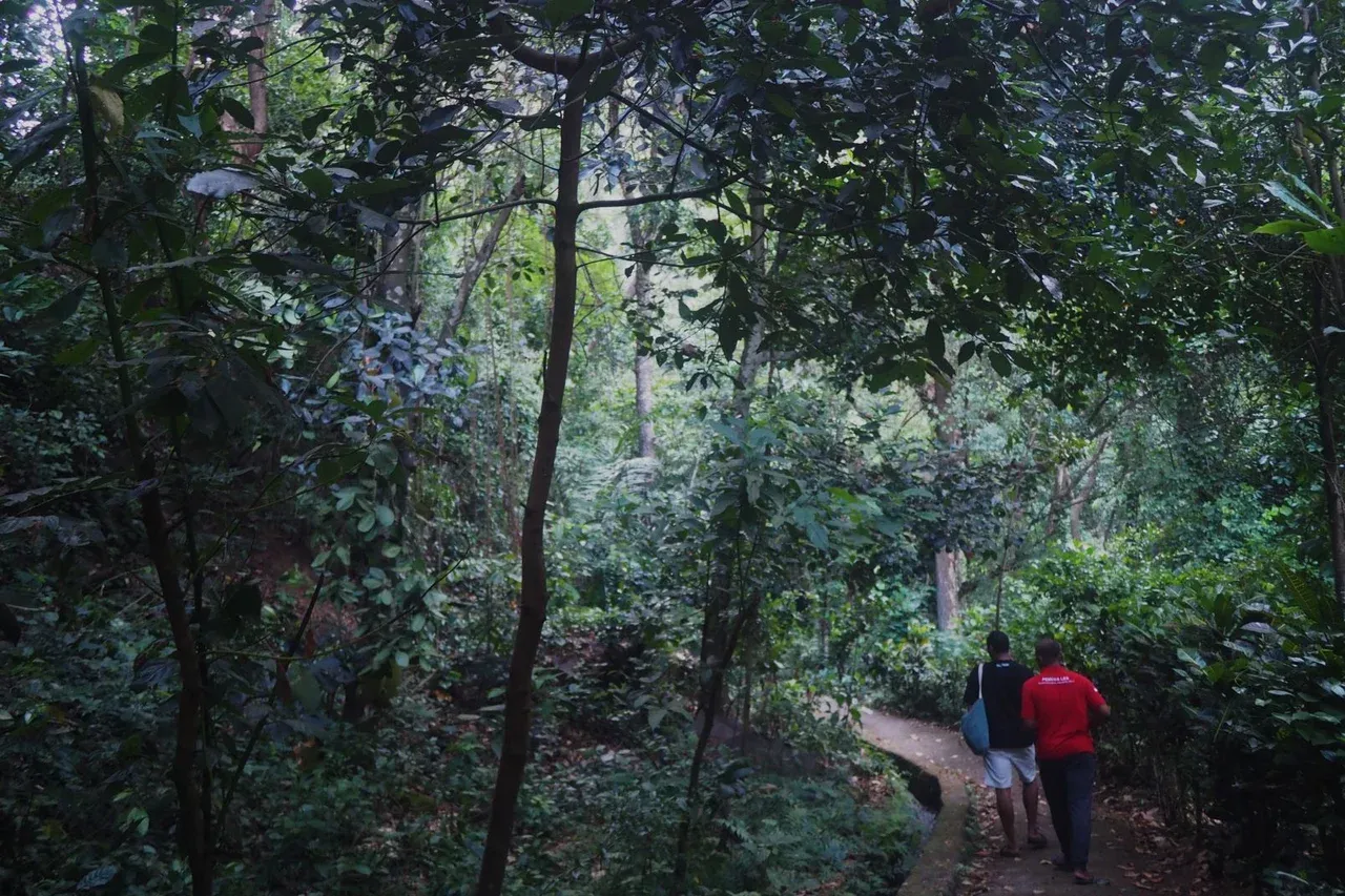 The densely vegetated forest area of Les Village, with a path leading to the Yeh Mampeh water source. Photo: Luh De Suriyani/Mongabay Indonesia