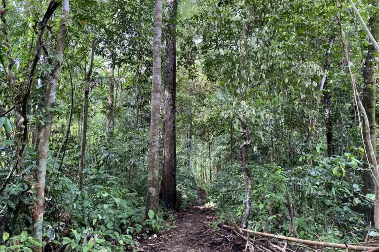 Dayak Simpakng Customary Forest in Mekar Raya Village, Simpang Dua District, Ketapang Regency, West Kalimantan. Photo: Aseanty Pahlevi/Mongabay Indonesia