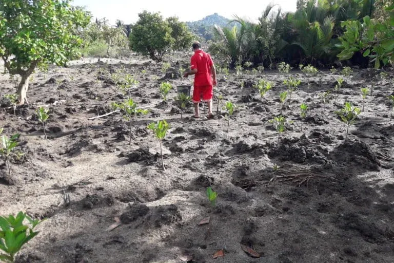 Bibit-bibit mangrove mulai bertumbuh. Penanaman mangrove  dilakukan Eliza Kissya, Kepala Kewang Haruku, bersama anggota kewang. Foto: Edison Waas